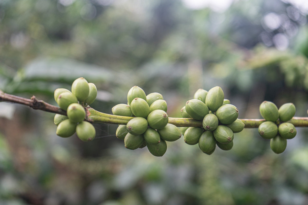 The Younger Brothers Kogi Coffee -Espresso Roast- 12 oz bag