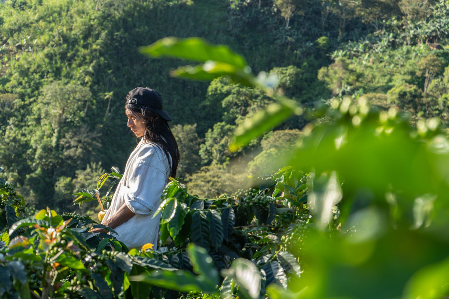 The Younger Brothers Kogi Coffee -Espresso Roast- 12 oz bag