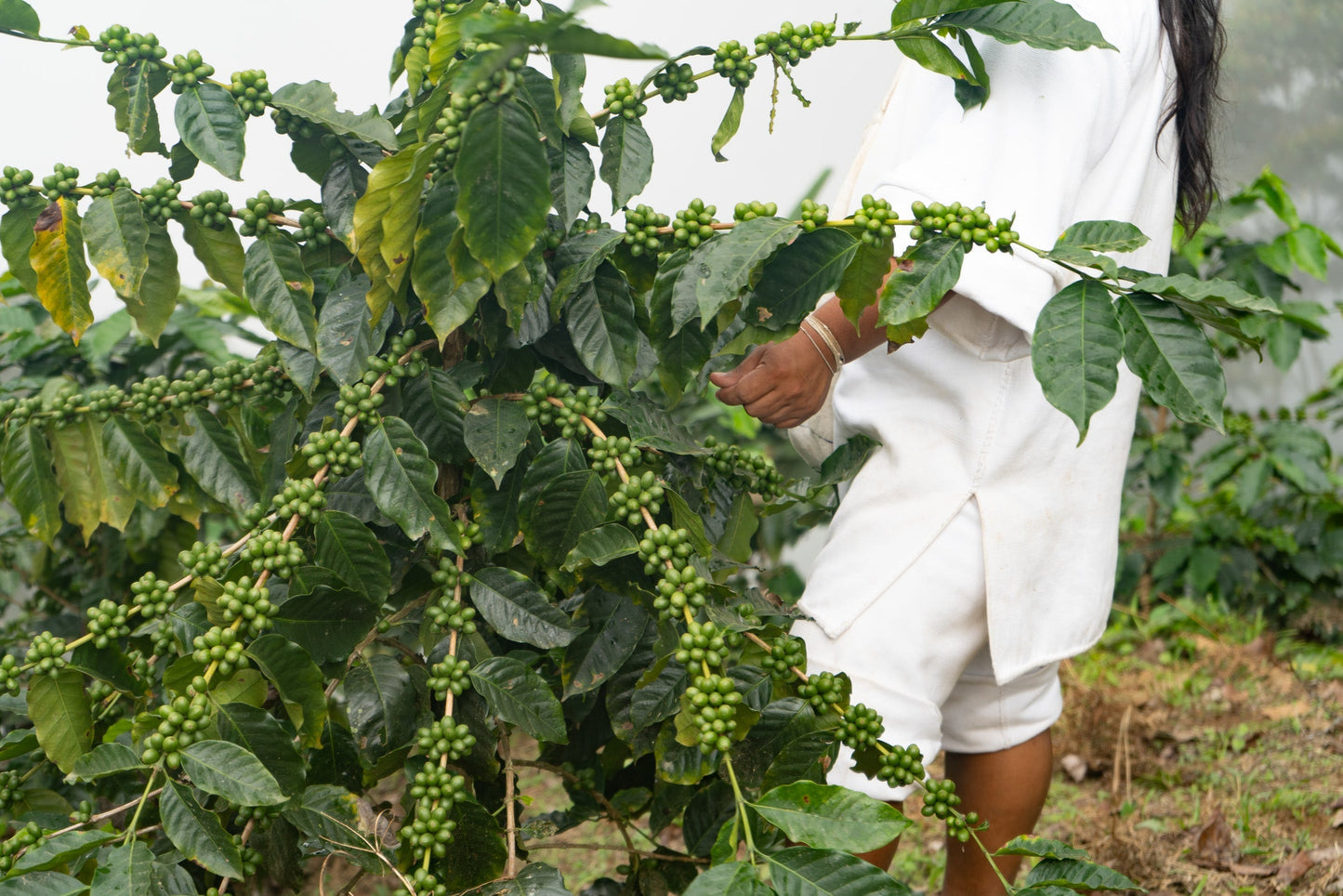 The Younger Brothers Kogi Coffee -Espresso Roast- 12 oz bag