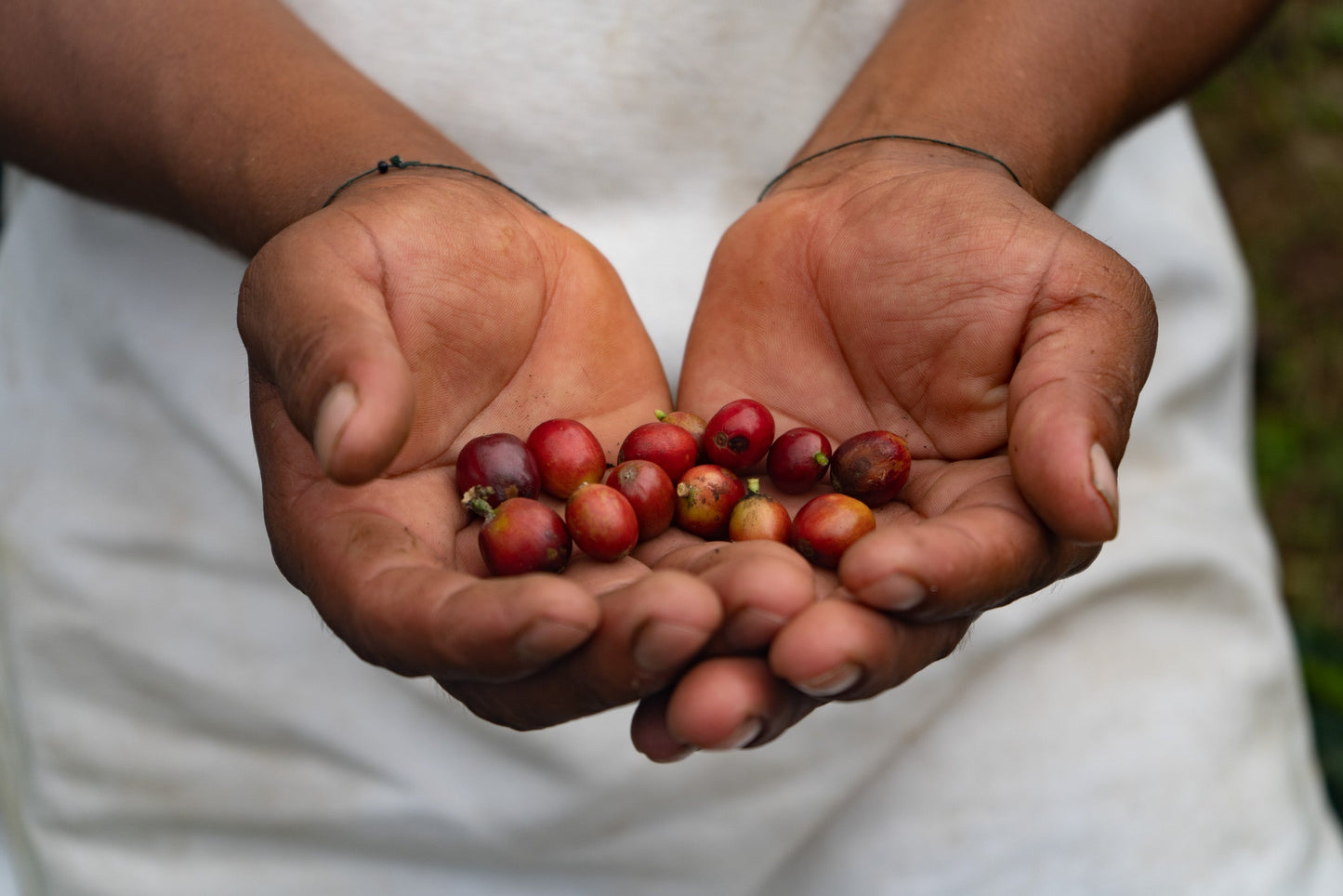 The Younger Brothers Kogi Coffee -Espresso Roast- 12 oz bag