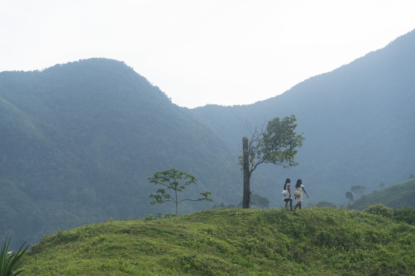 The Younger Brothers Kogi Coffee -Espresso Roast- 12 oz bag