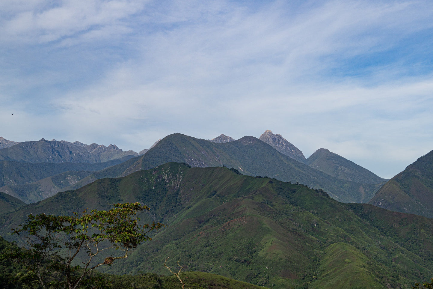 The Younger Brothers Kogi Coffee -Espresso Roast- 12 oz bag